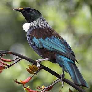 Tui